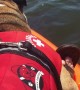 Bulldog shares kisses with wild manatee while kayaking