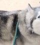 Stubborn husky demands to sit in the front seat of the car