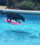 Clever Labrador dog uses wakeboard to fetch ball from pool