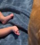 Very Protective Puppy Dog Protects Baby