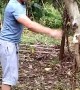 Tree Tumbles on Man as He Tries to Cut It Down