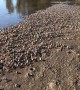 Soldier Crabs March Along Beach