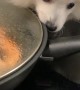 Feisty Dog Stands on Stove