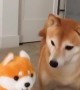 Shiba Inu gets frightened by talking Shiba Inu toy