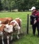Cow herd rushes over to listen to man playing accordion