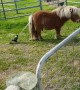 Patient Pony Lets Magpie Take Tail to Build a Nest