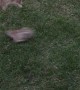 Bunnies Play Leap Frog in Backyard