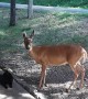 Rescued Fawn Gives Sweet Kisses To a Cat