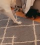 Dog Shows No Mercy to Puppy Playing Tug of War