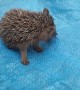 Cute Hedgehog Eating a Bug