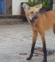 Maned Wolf has a Snack in Brazil