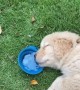 Drowsy Dog Keeping Its Fluids Up