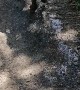 Doggy Makes a Mess Diving Into Mud Puddle