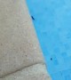 Ant Throws Another Ant Into Pool