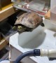 Reviving a Rescued Turtle
