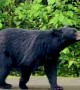Bear Tries to Enter Scared Person's Car