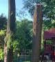 Tree vs Playhouse