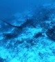 Thresher Shark from Fuvahmulah