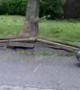 Footage captures the moment Hurricane Isaias knocks over tree in Long Island
