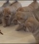 Shar Pei puppies adorably team up and take on a robot spider