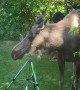 Moose on a Hot Day