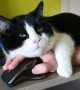 Cat makes working from home a difficult task for owner