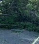 Three trees down multiple cars damaged