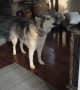 Stubborn husky protests loudly when it's time for a walk