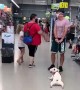 Doggy Thinks Shopping Is a Drag