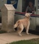 Reggie Taking a Rose to the Mail Lady