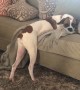 Dog who\'s not allowed on couch finds hilarious \