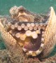 Coconut Octopus Walking with a Shell