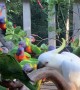 Cheeky Cockatoo Flings Lorikeets Away From Food Bowl