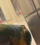 Parrot is a Peeping Tom