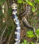 King Snake Swallowing Another Snake