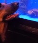 Boone the Dog and Biggie the Fish Playing Through the Glass