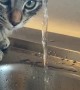 Cat Puts Face Under the Faucet
