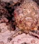 Colorful Stonefish Walking on Sand at Night