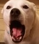 Watch this dog try his best to actually \