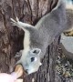 Feeding Squirrels Peanuts in the Park