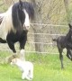 Newborn foal adorably plays with curious dog, 12 hours after birth
