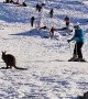 Wallaby Takes to the Slopes in Tasmania