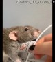 Pet Rat Needs to Charge it's Phone