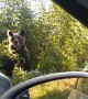 Bears Scared Away From Stealing Roadside Lunch