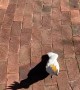 Cockatoo Imitates Cats and Dogs