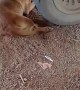 Human and Dog Scare Each Other