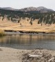 Massive Bison Herd Stampeding Through a Creek in Yellowstone National Park