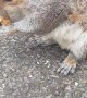 Feeding and Petting a Kind Wild Squirrel