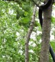 Snake Climbs Tree During Windy Storm
