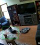 Dogs Destroy a Down Pillow While Owners Are Gone